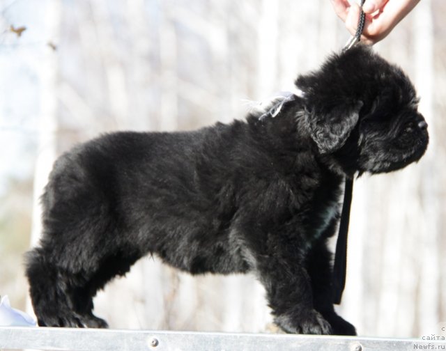 Фото: ньюфаундленд Akvian Song Inseyshibel Layf (Аквиан Сонг Инсейшибел Лайф)