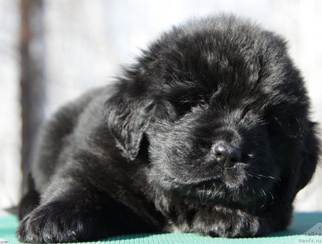 Фото: ньюфаундленд Akvian Song Inkredibel Bear (Аквиан Сонг Инкредибел Беар)