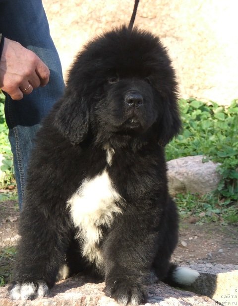 Фото: ньюфаундленд Plyushevaya Panda CHizare Martini (Плюшевая Панда Чизаре Мартини)