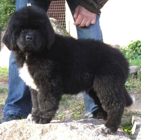 Фото: ньюфаундленд Plyushevaya Panda CHizare Martini (Плюшевая Панда Чизаре Мартини)