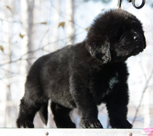 Фото: ньюфаундленд Akvian Song Inkredibel Bear (Аквиан Сонг Инкредибел Беар)