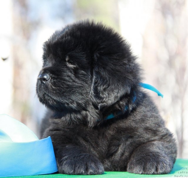 Фото: ньюфаундленд Akvian Song Illyuzion (Аквиан Сонг Иллюзион)