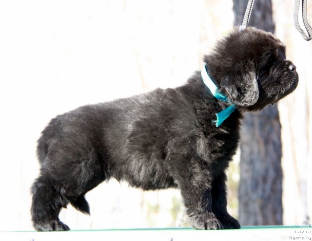 Фото: ньюфаундленд Akvian Song Illyuzion (Аквиан Сонг Иллюзион)