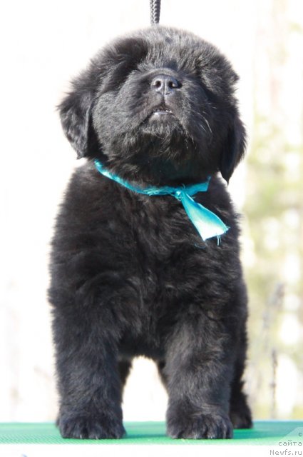 Фото: ньюфаундленд Akvian Song Illyuzion (Аквиан Сонг Иллюзион)