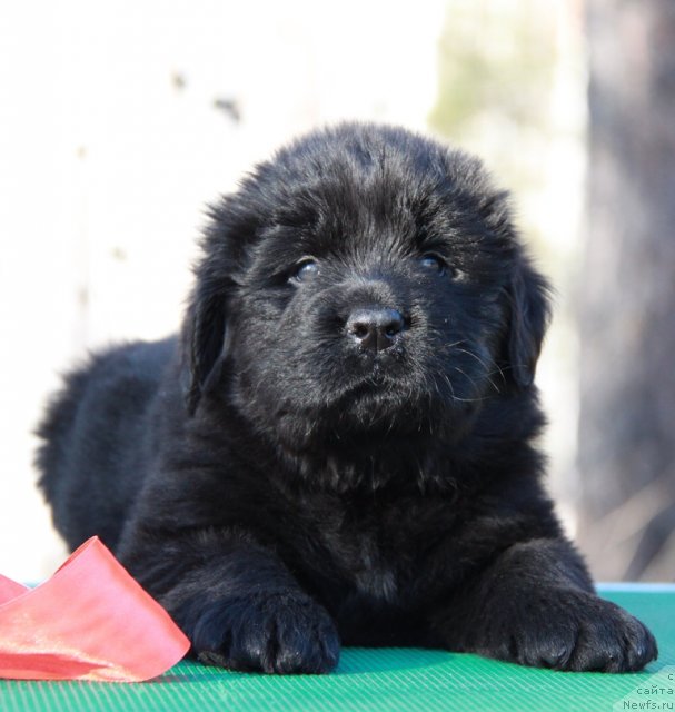 Фото: ньюфаундленд Akvian Song Immensi Drim (Аквиан Сонг Имменси Дрим)