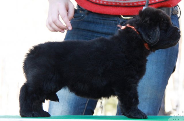 Фото: ньюфаундленд Akvian Song Immensi Drim (Аквиан Сонг Имменси Дрим)