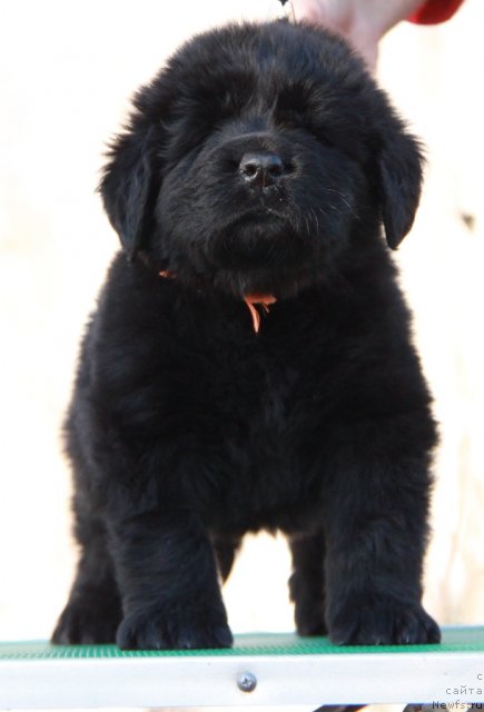 Фото: ньюфаундленд Akvian Song Immensi Drim (Аквиан Сонг Имменси Дрим)