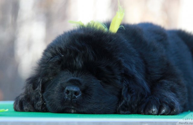 Фото: ньюфаундленд Akvian Song Idzumi (Аквиан Сонг Идзуми)