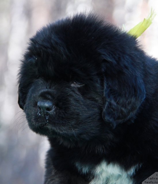 Фото: ньюфаундленд Akvian Song Idzumi (Аквиан Сонг Идзуми)