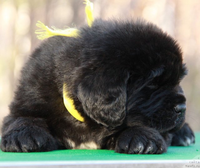 Фото: ньюфаундленд Akvian Song Idzumi (Аквиан Сонг Идзуми)