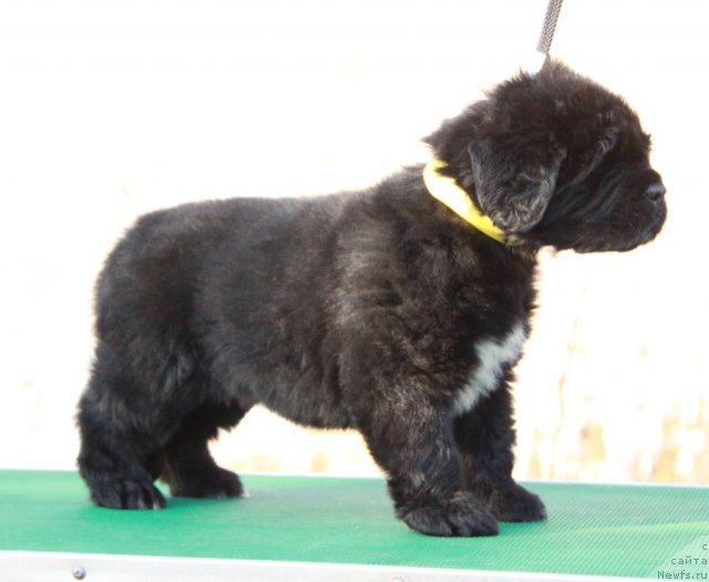 Фото: ньюфаундленд Akvian Song Idzumi (Аквиан Сонг Идзуми)