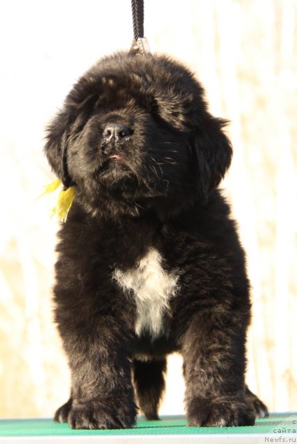 Фото: ньюфаундленд Akvian Song Idzumi (Аквиан Сонг Идзуми)