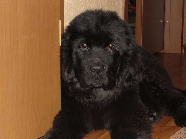 Фотография № 108799