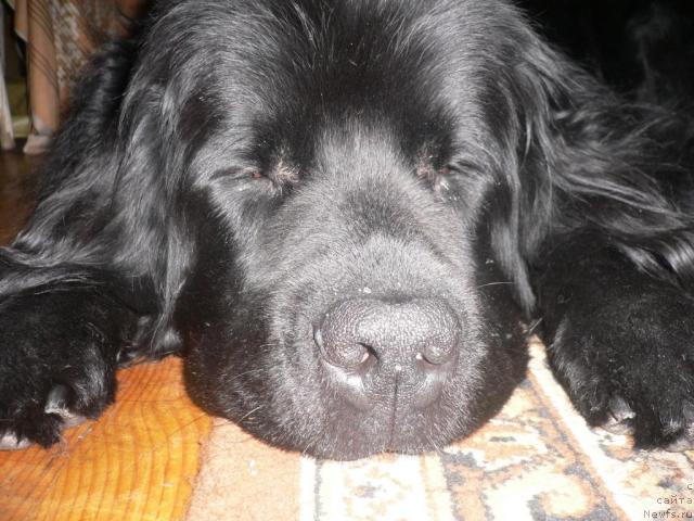 Фото: Glafira Koskoveckaya (Глафира Косковецкая)