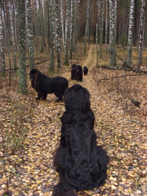 Фото: ньюфаундленд Lesnaya Skazka Lunnaya Sonata (Лесная Сказка Лунная Соната)