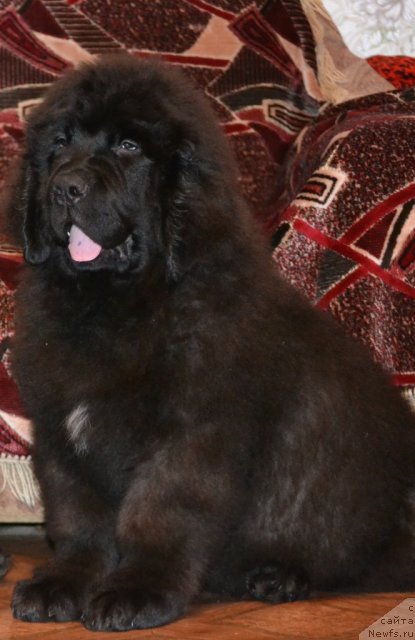 Фото: ньюфаундленд Simbad Pokoritel' Morey (Симбад Покоритель Морей)