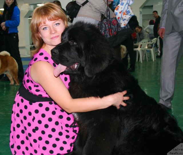 Фото: ньюфаундленд Super Premium Lillihamer (Супер Премиум Лиллихаммер), Viktoriya Zamyatina (Виктория Замятина)