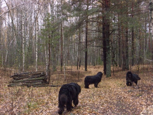 Фото: ньюфаундленд Akin Soul Sofiya (Акин Соул София), ньюфаундленд Lesnaya Skazka Lunnaya Sonata (Лесная Сказка Лунная Соната)
