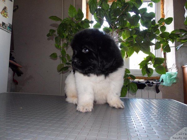 Фото: Natal'ya Belyaeva (Наталья Беляева)