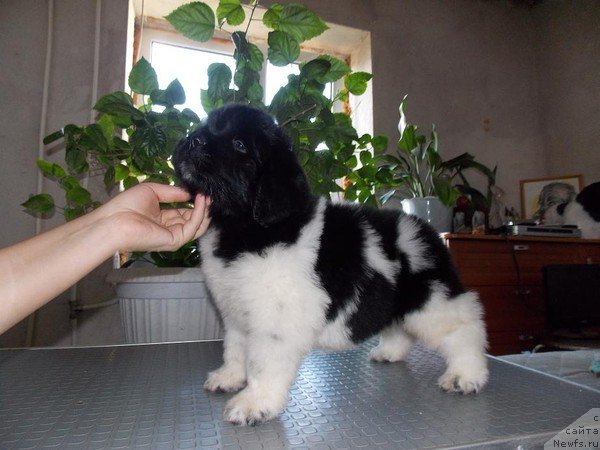 Фото: ньюфаундленд Keeper Soul Nice Guy (Кипер Соул Найс Гай)