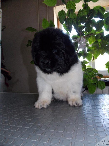 Фото: ньюфаундленд Keeper Soul Nice Guy (Кипер Соул Найс Гай)