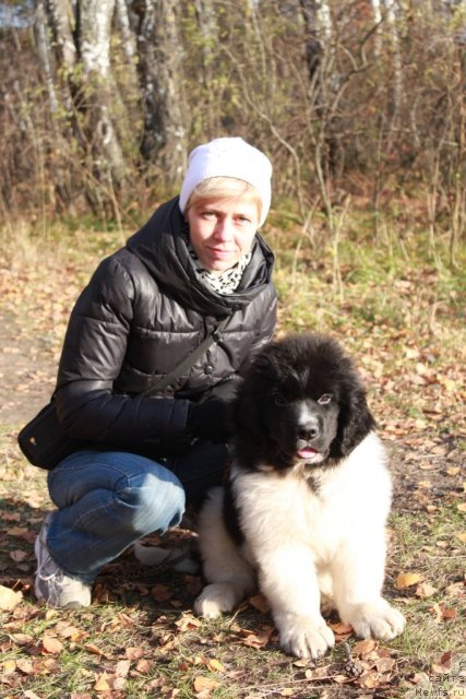 Фото: Lyudmila Cyibulevskaya (Людмила Цыбулевская), ньюфаундленд Fiamettahauz Primo Orso Neo (Фиаметтахауз Примо Орсо Нео)
