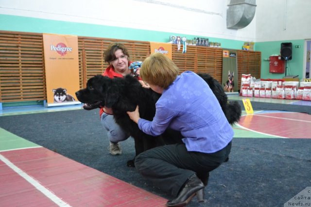 Фото: ньюфаундленд Omar SHerif (Омар Шериф), [p2181]эксперт Лахита Т.П.