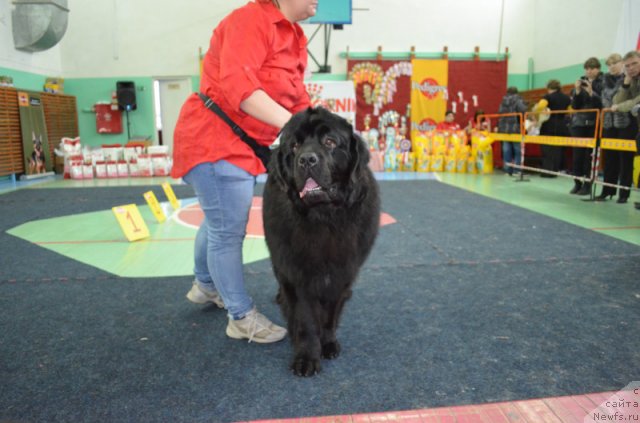 Фото: ньюфаундленд Omar SHerif (Омар Шериф), Lyudmila Ovsyannikova (Людмила Овсянникова)