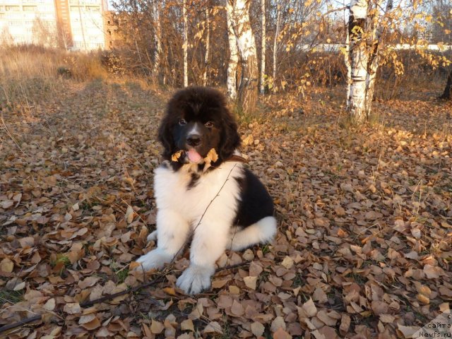 Фото: ньюфаундленд Fiamettahauz Primo Orso Neo (Фиаметтахауз Примо Орсо Нео)