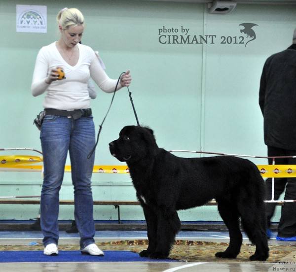 Фото: Ekaterina Zayceva (Екатерина Зайцева), ньюфаундленд Piternyuf Nota Bene (Питерньюф Нота Бене)