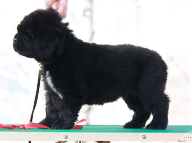 Фото: ньюфаундленд Akvian Song Insayd Mi Vord (Аквиан Сонг Инсайд Ми Ворд)