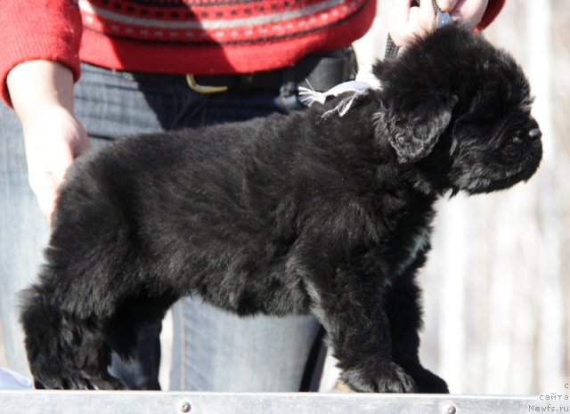 Фото: ньюфаундленд Akvian Song Inseyshibel Layf (Аквиан Сонг Инсейшибел Лайф)