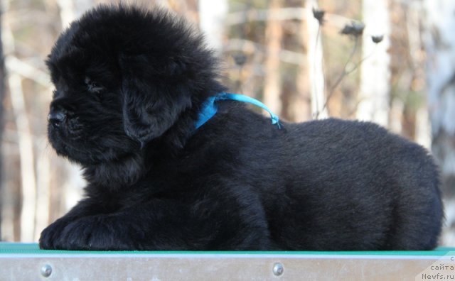 Фото: ньюфаундленд Akvian Song Illyuzion (Аквиан Сонг Иллюзион)