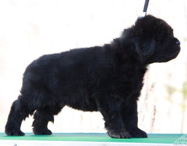 Фото: ньюфаундленд Akvian Song Immensi Drim (Аквиан Сонг Имменси Дрим)