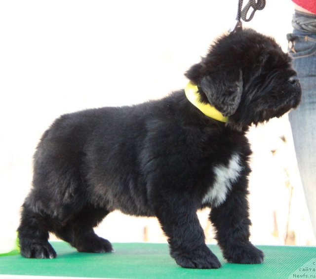 Фото: ньюфаундленд Akvian Song Idzumi (Аквиан Сонг Идзуми)