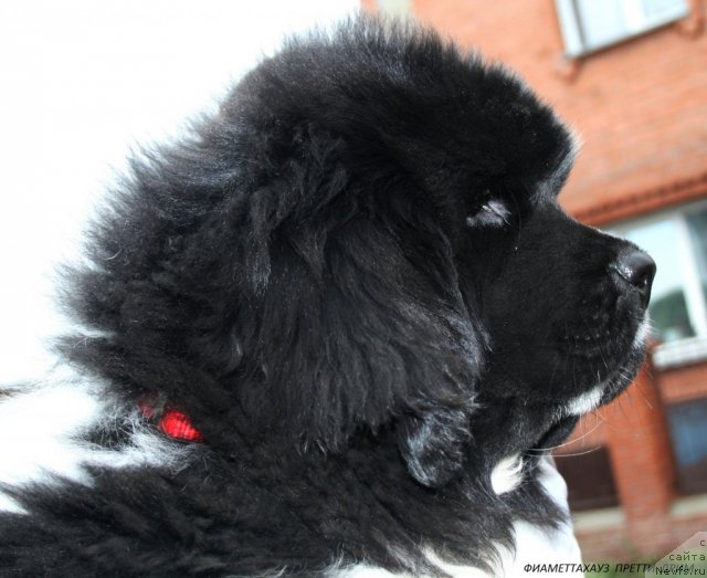 Фотография № 108841