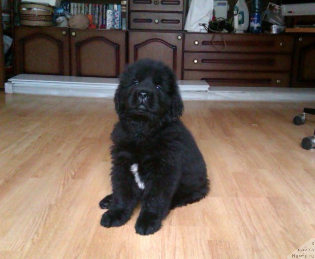 Фото: ньюфаундленд N'yufort Hold Mi Klouz (Ньюфорт Холд Ми Клоуз)