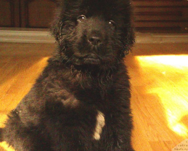 Фото: ньюфаундленд N'yufort Hold Mi Klouz (Ньюфорт Холд Ми Клоуз)