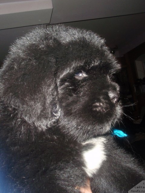 Фото: ньюфаундленд N'yufort Cena Uspeha (Ньюфорт Цена Успеха)