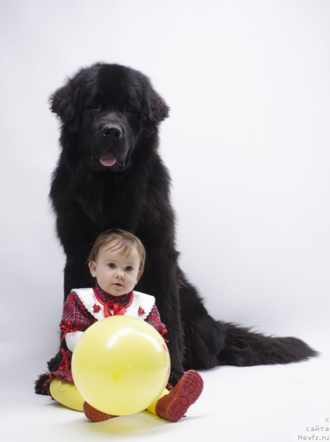 Фото: ньюфаундленд Princ Al'finskiy (Принц Альфинский)