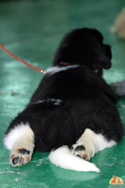 Фотография № 108922