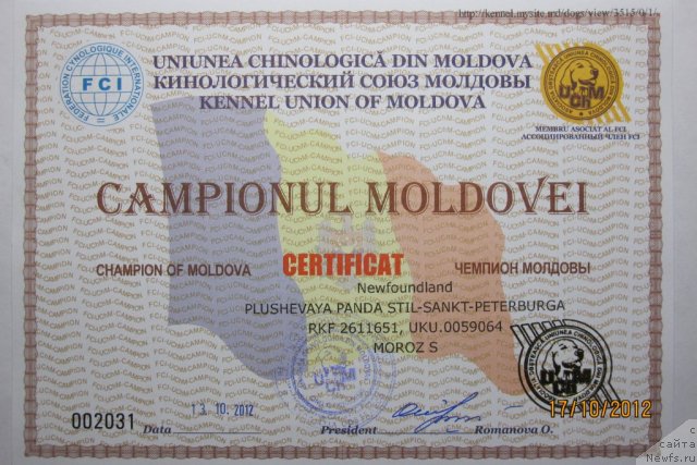 Фото: ньюфаундленд Plyushevaya Panda Stil'-Sankt-Peterburga (Плюшевая Панда Стиль-Санкт-Петербурга)