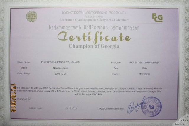 Фото: ньюфаундленд Plyushevaya Panda Stil'-Sankt-Peterburga (Плюшевая Панда Стиль-Санкт-Петербурга)