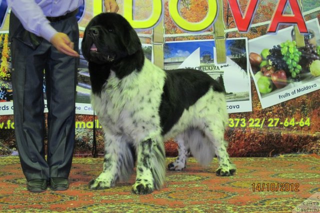 Фото: ньюфаундленд Plyushevaya Panda Stil'-Sankt-Peterburga (Плюшевая Панда Стиль-Санкт-Петербурга)