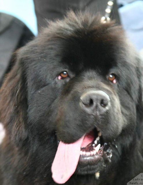 Фото: ньюфаундленд S'Nezhnaya Vjuga Armando Parusso (С'Нежная Вьюга Армандо Паруссо)