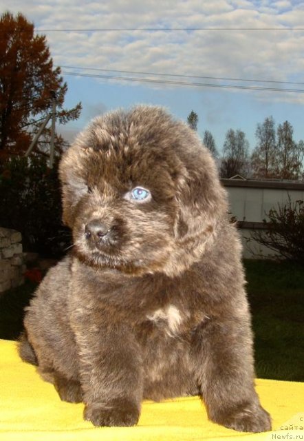 Фото: ньюфаундленд Fairweathers Rare and Precious, Tat'yana YAkovleva (Татьяна Яковлева)