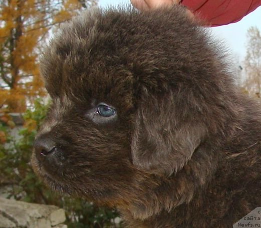 Фото: ньюфаундленд Fairweathers Rare and Precious, Tat'yana YAkovleva (Татьяна Яковлева)