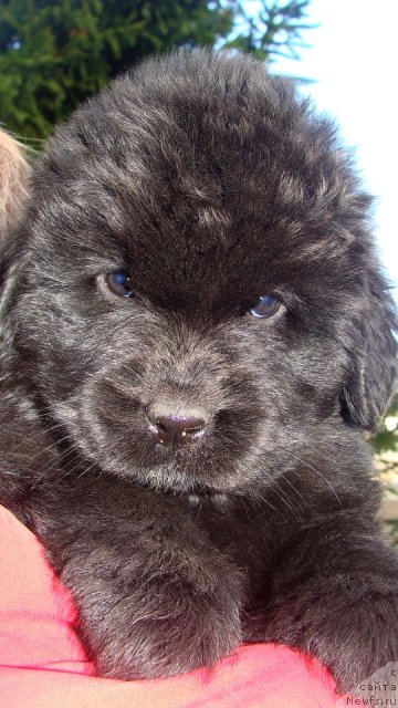 Фото: ньюфаундленд Fairweathers Rare and Precious, Tat'yana YAkovleva (Татьяна Яковлева)