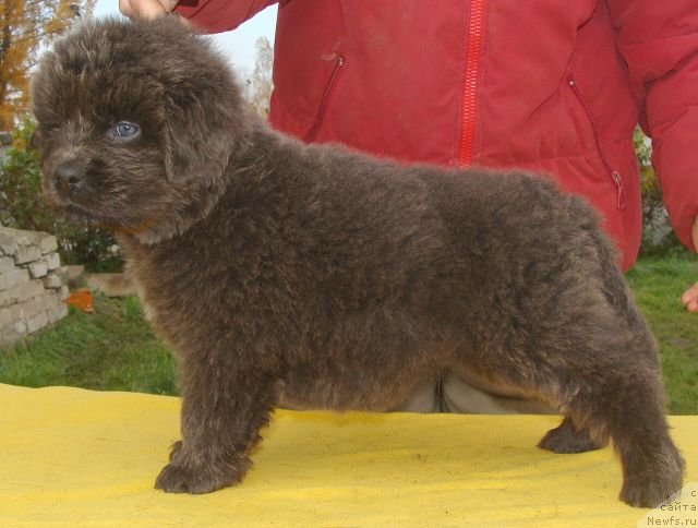Фото: ньюфаундленд Fairweathers Rare and Precious, Tat'yana YAkovleva (Татьяна Яковлева)