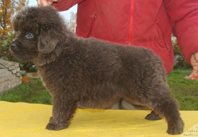 Фото: ньюфаундленд Fairweathers Rare and Precious, Tat'yana YAkovleva (Татьяна Яковлева)